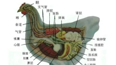 引起雞呼吸道疾病的4大因素-邦森獸藥